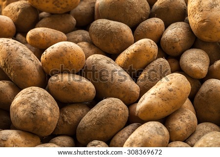 Fresh potatoes. Harvesting time.