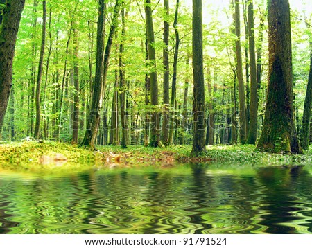 Oak trees reflected in water.