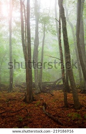 Autumn mist landscape. Evening sun shines through the green leaves of a forest. Trees wet after a rain.