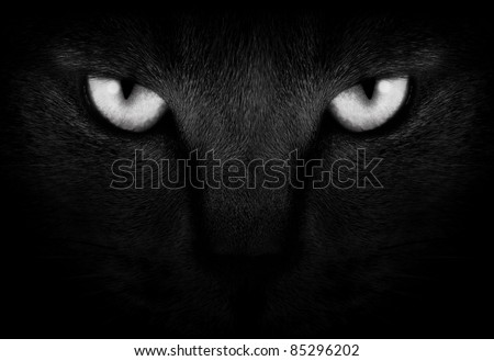 View from the darkness. muzzle a cat on a black background.