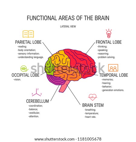Functional areas of the brain, vector illustration ストックフォト © 