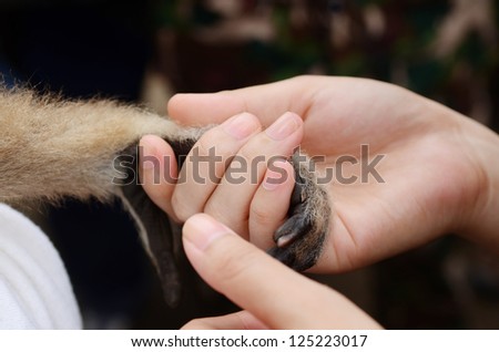 Monkey and human handshake