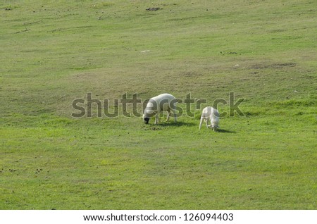 Sheep farm in South island, New Zealand.