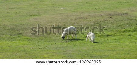 Sheep farm in South island, New Zealand.
