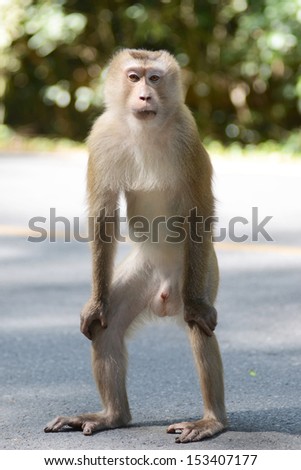 pig-tailed macaques, Monkey in Khao Yai National Park, Thailand