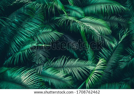 adventure nature background of green forest, tropical forest in green filter, concept of ecology and destination progress, freedom journey lifestyle use for spa and environmental conservation