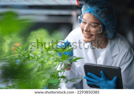 Foto Bild Wild wachsender Cannabis in der Natur