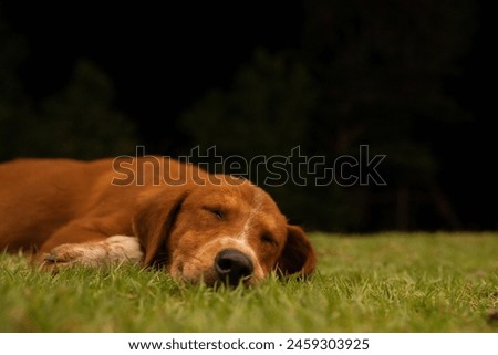 Similar – Image, Stock Photo Calm dog on green grass in countryside