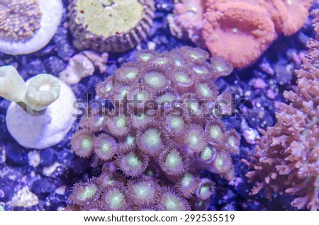 This is macro photograph of a rainbow Acanthastrea lordhowensis coral colony.