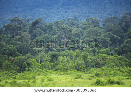 view of natural resource in tropical rain forest, Khao Yai National Park, Thailand