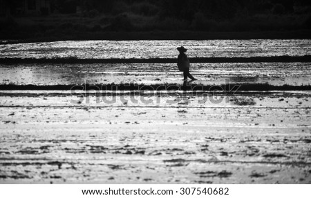 rice farmer in paddy field, black and white
