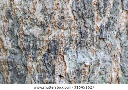 abstract texture background of tree
