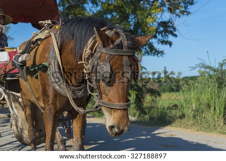 carriage horse in Myanmar