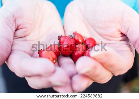 Rosehips harvest in hands. Natural healing concept