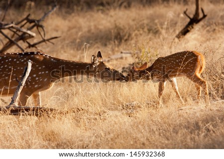 Mother and fawn Chital Spotted Deer kiss in Ranthambore National Park, India.
