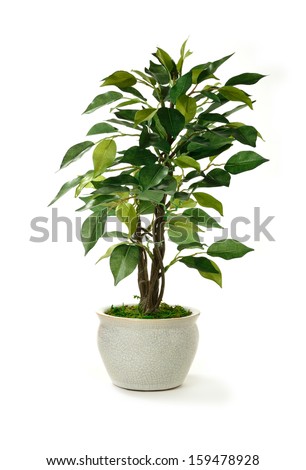 Similar – Image, Stock Photo decorative plant with unusual leaves