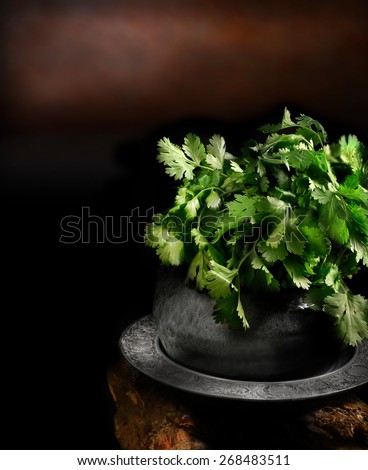 Creatively lit and selectively focused image of a fresh cilantro or coriander plant against a dark, rustic background. Concept image for Indian cooking. Copy space.