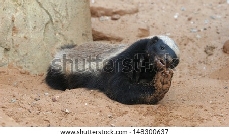 honey badger feeding