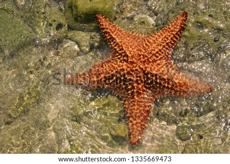stock-photo-bahama-starfish-in-transpare