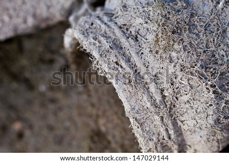 old filthy fragment of a jar covered with white web