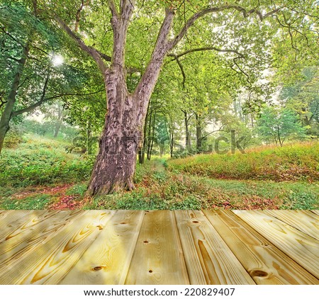 Old big plane-tree in a colorful forest with a lot of greenery made in HDR  with boards floor lighted by the sun