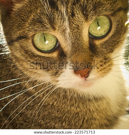 Great cat\'s eyes in the sunny afternoon