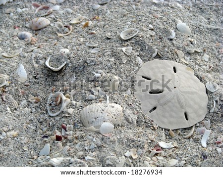 lone sand dollar and sea shells on beach