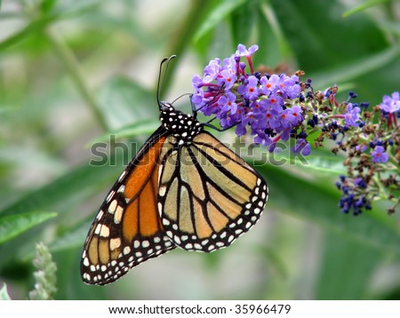 beautiful orange monarch butterfly on butterfly bush