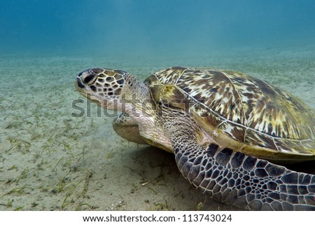great sea turtle on the bottom of red sea in egypt