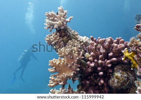 coral reef with soft and hard corals and diver