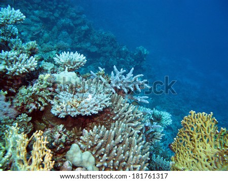 colorful coral reef  with hard corals at the bottom of tropical sea on blue water background