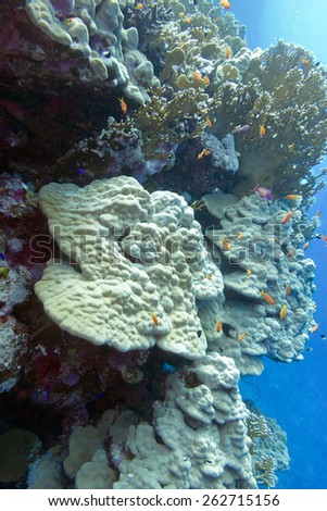 coral reef with hard corals at the bottom of tropical sea - underwater