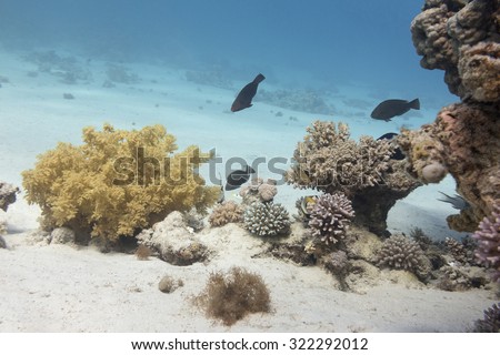 coral reef at the bottom of tropical sea, underwater