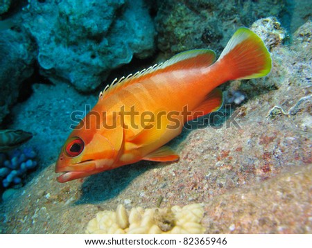 orange fish  on coral reef