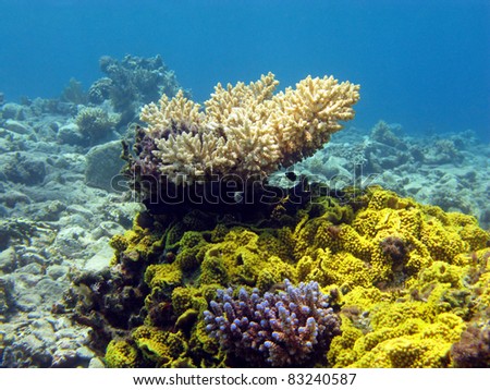 colorful coral reef with stony corals