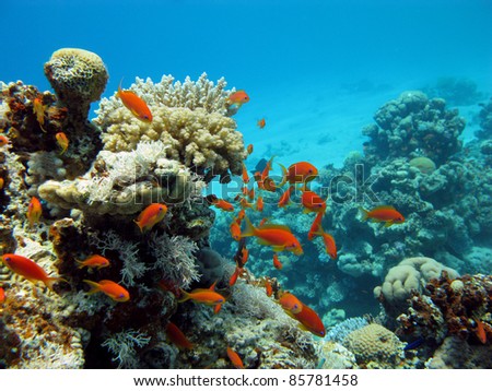 coral reef and orange fishes