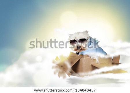 humorous dog flying on a paper airplane
