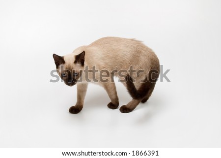 small siamese cat on a white background
