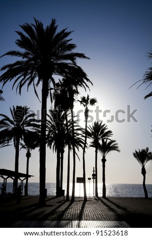 Palm trees standing on the ocean seafront in a low sun light. Las Americas, Tenerife.