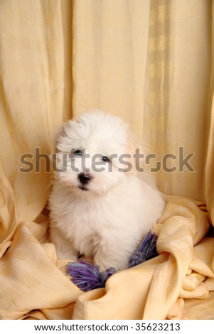 A pure-bred puppy of the uncommon breed Coton de TulÃ?Â©ar which is becoming popular. Aged 3 months, of the Maltese sort.