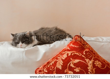 ,a cat that sleeps in house on the couch of the living room,