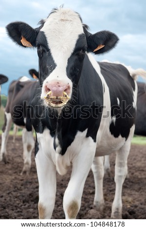 Close-up portrait of a cow with flies on its face