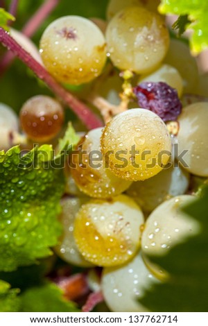 Grapes on the vine with dew drops