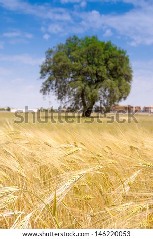 Wheat field, with olive tree, Mediterranean culture in Spain