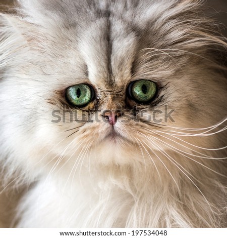 Beautiful Persian cat with white fur and gree-blue eyes