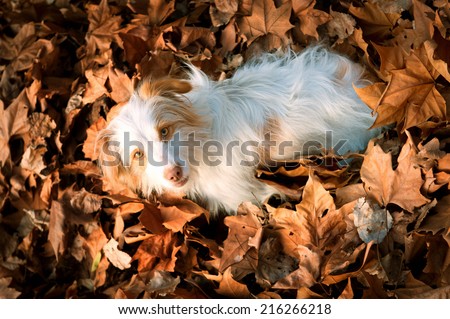 A dog lying in autumn dead leaves