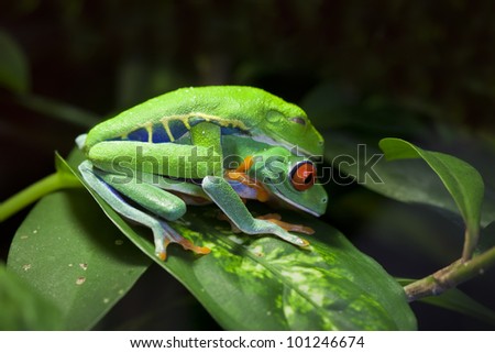 Mating pair of Red Eyed Tree Frogs Agalychnis callidryas in the jungle.