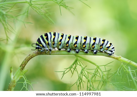 Black Swallowtail Butterfly Caterpillar (Papilio polyxenes)