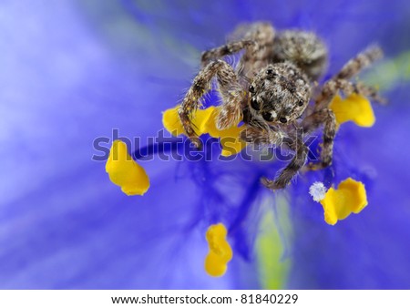 Jumping spider in flower.