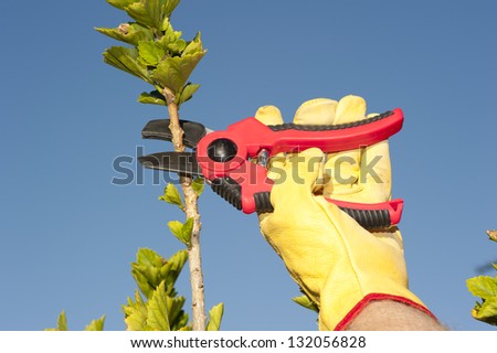 Hands with gloves of gardener doing maintenance work, pruning branch of hedge, bush or tree with garden scissor, isolated with blue sky as background and copy space.